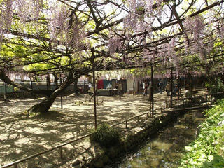 140510_1339_阿島の大藤（喬木村）