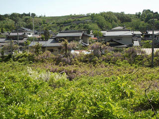 140510_1344_阿島の大藤（喬木村）