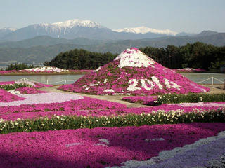 140510_1655_伊那小沢のシバザクラ（伊那市）