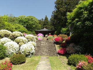 140518_1355_霊閑寺に咲くつつじ（中野市）