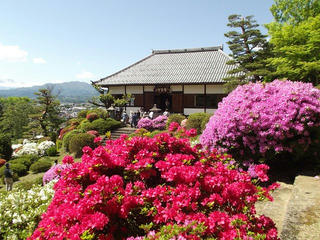 140518_1352_霊閑寺に咲くつつじ（中野市）