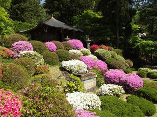 140518_1359_霊閑寺に咲くつつじ（中野市）