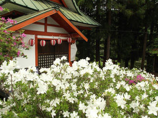 140525_1118_豊野つつじ山公園（長野市）