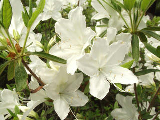 140525_1119_1_豊野つつじ山公園（長野市）