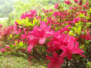 140525_1119_2_豊野つつじ山公園（長野市）