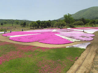 140601_1130_黒姫高原・信州芝桜園（信濃町）