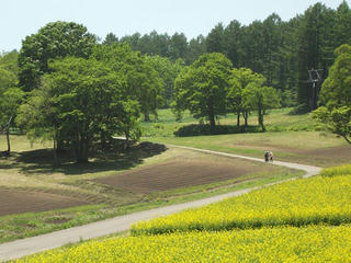 140601_1134_黒姫高原・信州芝桜園（信濃町）