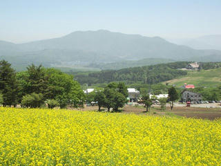 140601_1139_黒姫高原・信州芝桜園（信濃町）