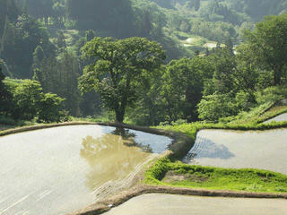 140601_1548_儀明の棚田（新潟県十日町市）