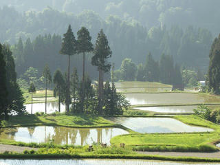 140601_1618_松之山・天水島周辺の棚田（新潟県十日町市）