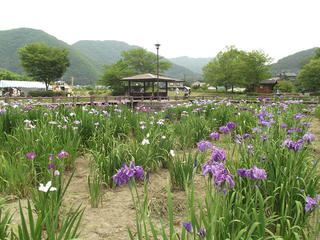 140621_1306_第３０回信州安曇野あやめまつり（安曇野市）