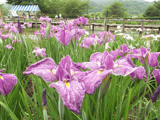 140621_1311_第３０回信州安曇野あやめまつり（安曇野市）