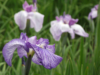 140621_1318_第３０回信州安曇野あやめまつり（安曇野市）