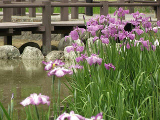 140621_1308_第３０回信州安曇野あやめまつり（安曇野市）