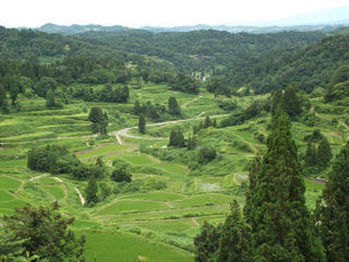 140628_1240_星峠の棚田（新潟県十日町市）