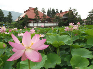 140713_1053_稲泉寺の大賀ハス（木島平村）