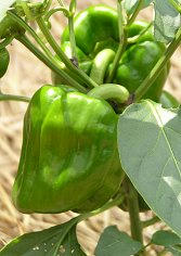 100801_1339_ぼたんこしょう（中野市）