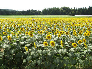 140819_1315_津南ひまわり広場（新潟県中魚沼郡津南町）