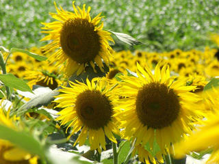 140819_1318_津南ひまわり広場（新潟県中魚沼郡津南町）