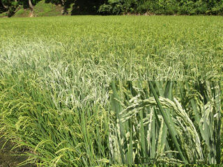 140819_1348_津南町の田んぼ（新潟県中魚沼郡津南町）