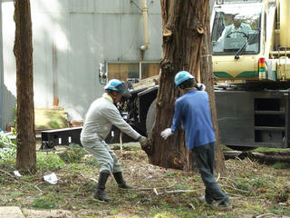 140923_0927_善光寺御開帳・回向柱伐採（長野市松代町）