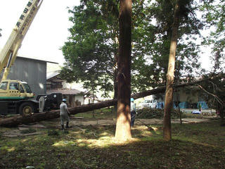 140923_0928_2_善光寺御開帳・回向柱伐採（長野市松代町）