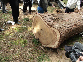 140923_0948_1_善光寺御開帳・回向柱伐採（長野市松代町）