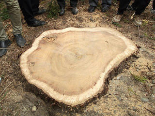 140923_0950_善光寺御開帳・回向柱伐採（長野市松代町）