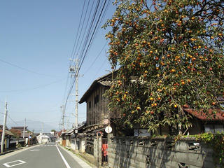 141011_1159_山寺常山邸近くの民家の庭に実る柿（長野市松代町）