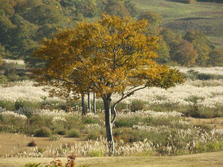 141018_1520_県道上越飯山線（光ヶ原牧場）