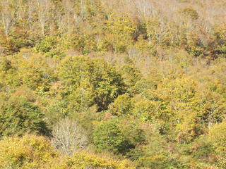 141018_1415_県道上越飯山線（関田峠）