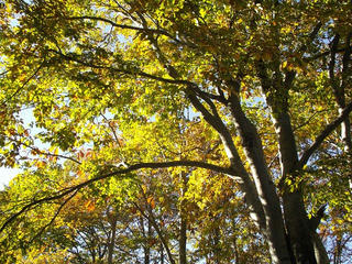 141018_1436_県道上越飯山線（関田峠・茶屋池）