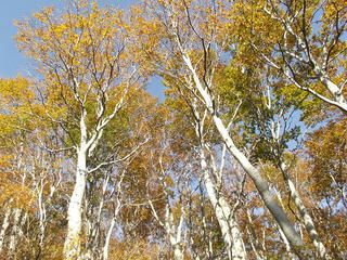 141018_1435_1_県道上越飯山線（関田峠・茶屋池）