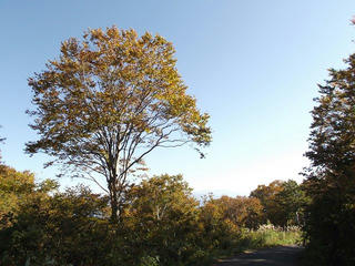 141018_1435_2_県道上越飯山線（関田峠・茶屋池）