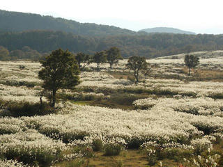 141018_1516_県道上越飯山線（光ヶ原牧場）