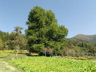 141025_1123_神戸の大イチョウ（飯山市）