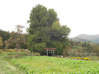 141102_1209_神戸の大イチョウ（飯山市）