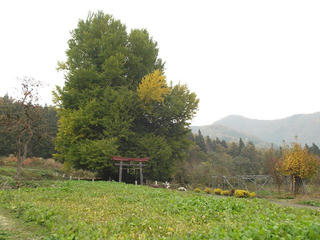 141109_1134_神戸の大イチョウ（飯山市）