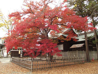 141108_1454_象山神社のイロハカエデ（長野市松代町）