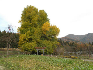 141116_1225_神戸の大イチョウ（飯山市）
