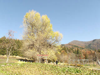 141122_1308_神戸の大イチョウ（飯山市）