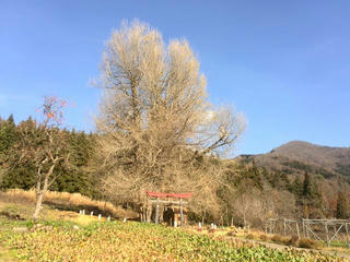 141130_1211_神戸の大イチョウ（飯山市）