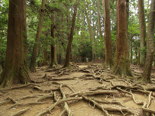130914_1103_総本山鞍馬寺・大杉権現に続く木の根道（京都市左京区）