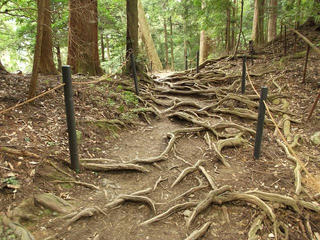 130914_1113_総本山鞍馬寺・奥の院魔王殿に続く木の根道（京都市左京区）