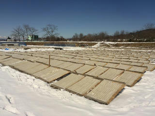 150202_1130_寒天の天日干し（茅野市）