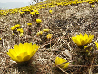 150314_1032_城山福寿草公園（諏訪市）