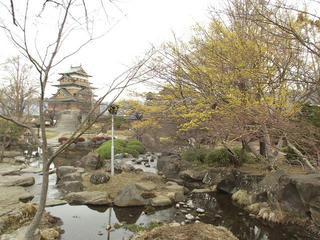 150328_0813_高島公園に咲く早春の花「サンシュユ」（諏訪市）
