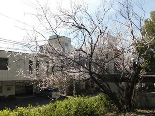 150328_1229_長野市立図書館に咲く魯桃桜（長野市）