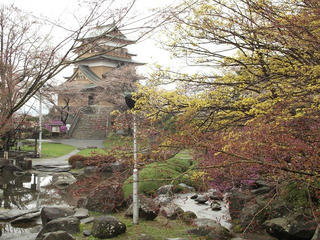 150411_0913_高島公園に咲くサクラ（諏訪市）