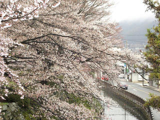150411_0924_高島公園に咲くサクラ（諏訪市）